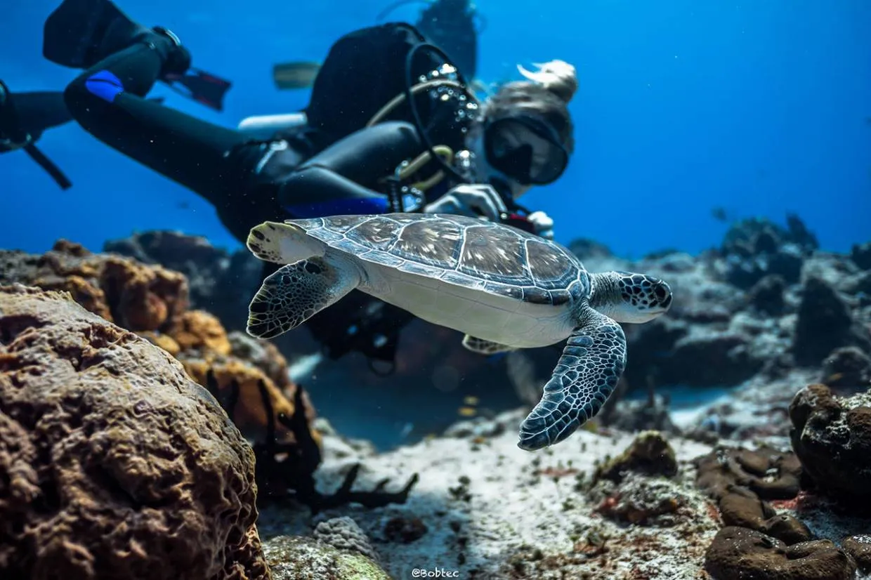Cozumel-diver-and-turtle-e1650361439189.webp