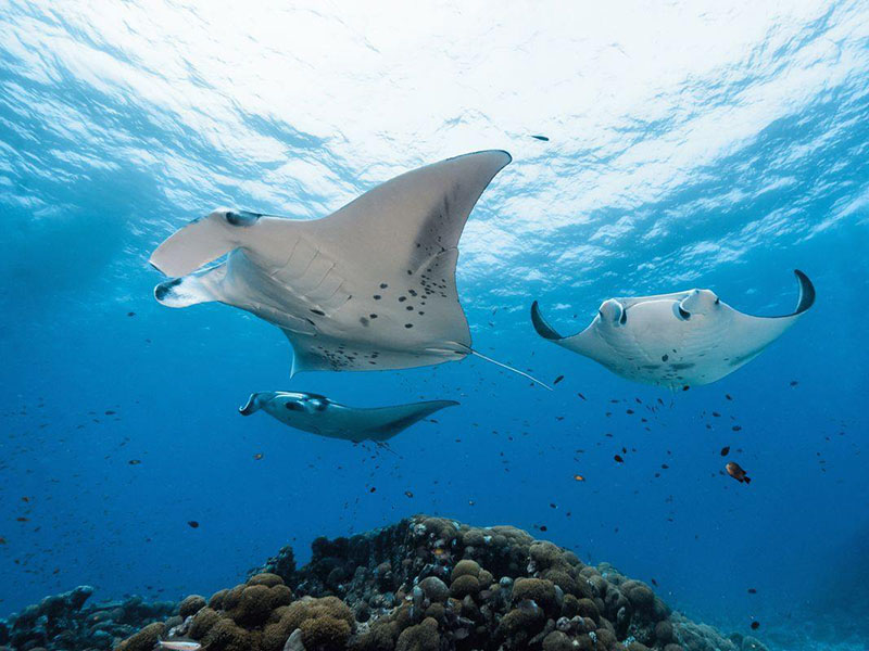 Manta Rays at cleaning station Manta Rays