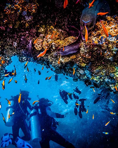 Grenada-Scuba-Diving-Coral-Reef-Carousel5.jpg